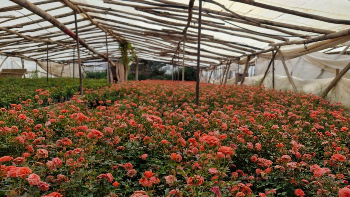 A lush rose garden inside a greenhouse in Tehran showcasing vibrant blooms.