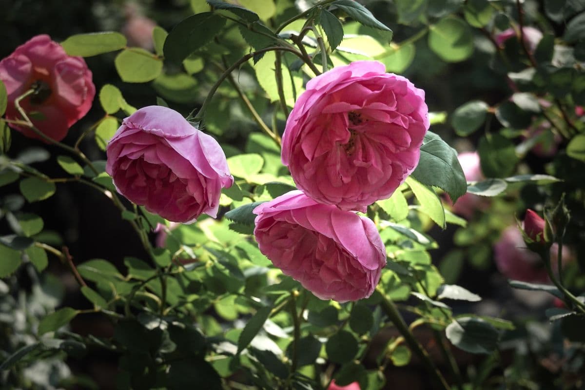 Beautiful close-up of pink roses with sunlight filtering through leaves in a garden.