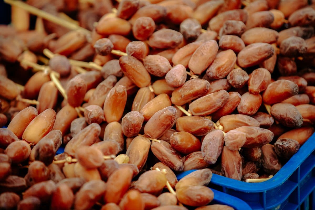 Tumpukan buah kurma segar berkualitas tinggi sebagai oleh-oleh khas Tanah Suci